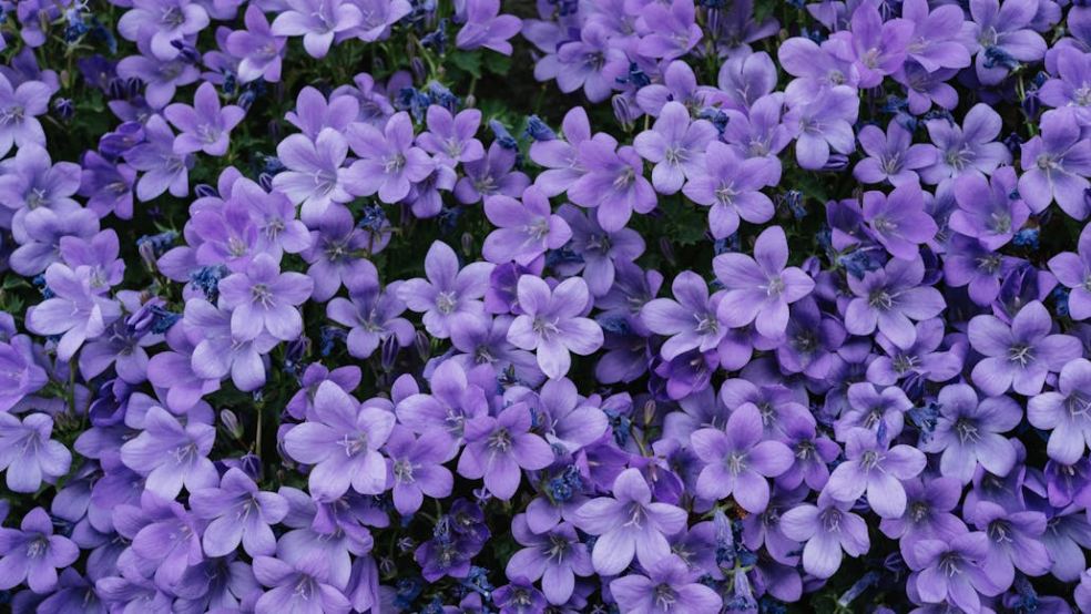 Bright ‘bellflowers’ (Campanula) is a plant on Plant Heritage’s Missing Collections 2025 list that are looking for their forever home.