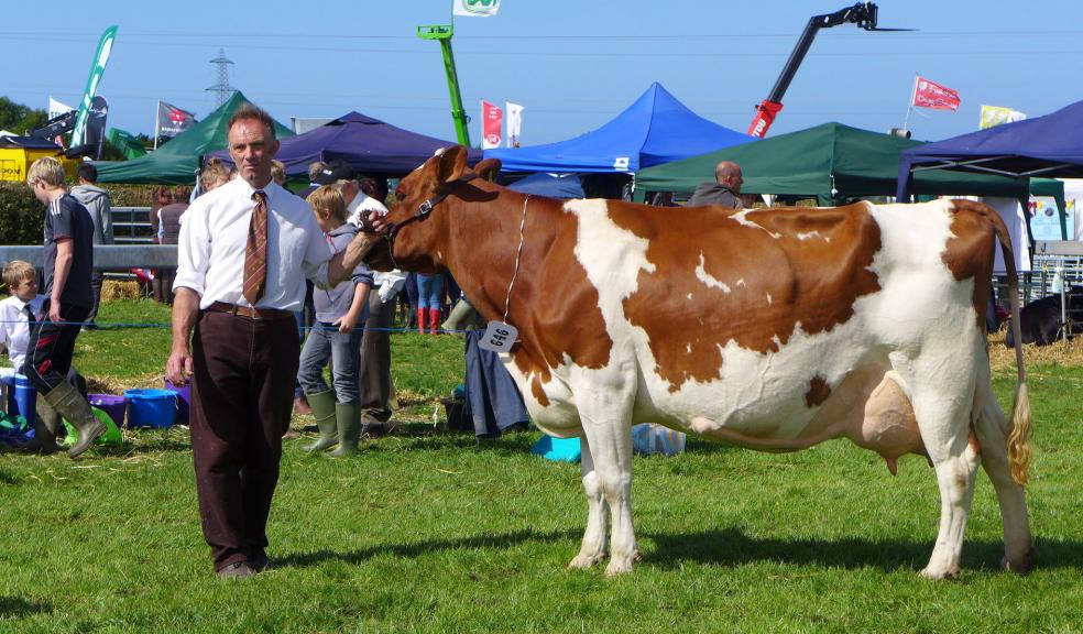 Haines Watts North Devon LLP client Leslie Rockett with his champion Ayrshire in her breed, won second best in show