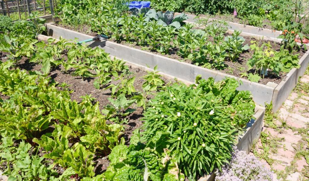 A community allotment, one idea for the economic development of Plymouth's northern areas