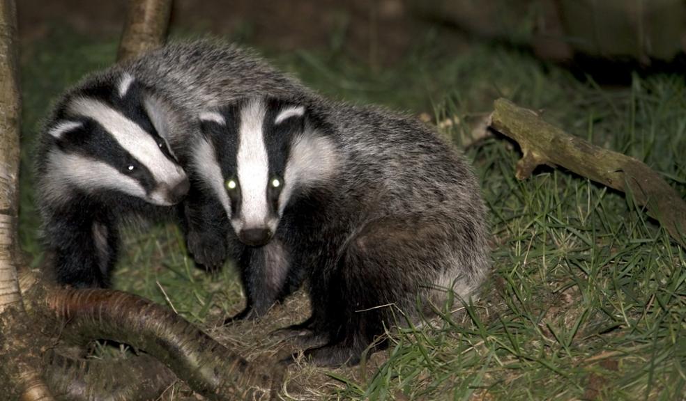 Badger Cull could be extended in Somerset and Gloucestershire