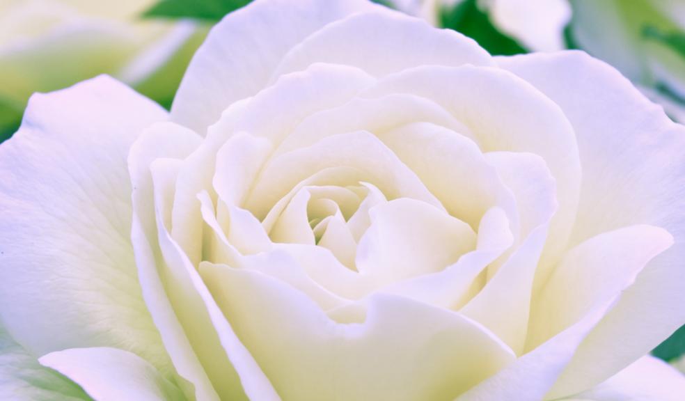 Special Service of Remembrance to be held at Derriford Hospital
