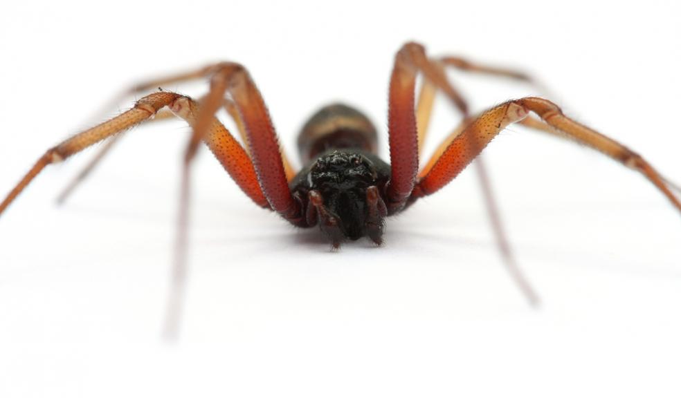Falsehoods about false widows put to rest