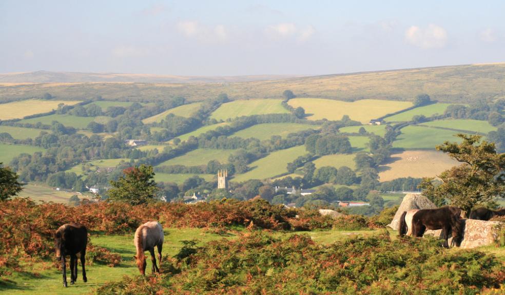 Police critical of "sensationalist" media reporting as Dartmoor pony death attributed to "natural causes"
