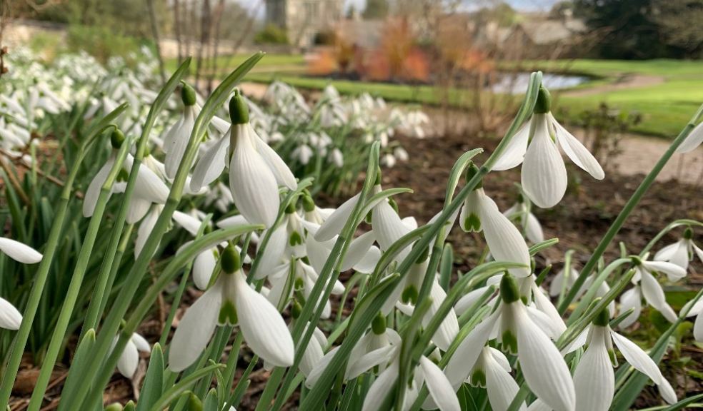 Snowdrops - Upper garden at Cotehele. National Trust images.