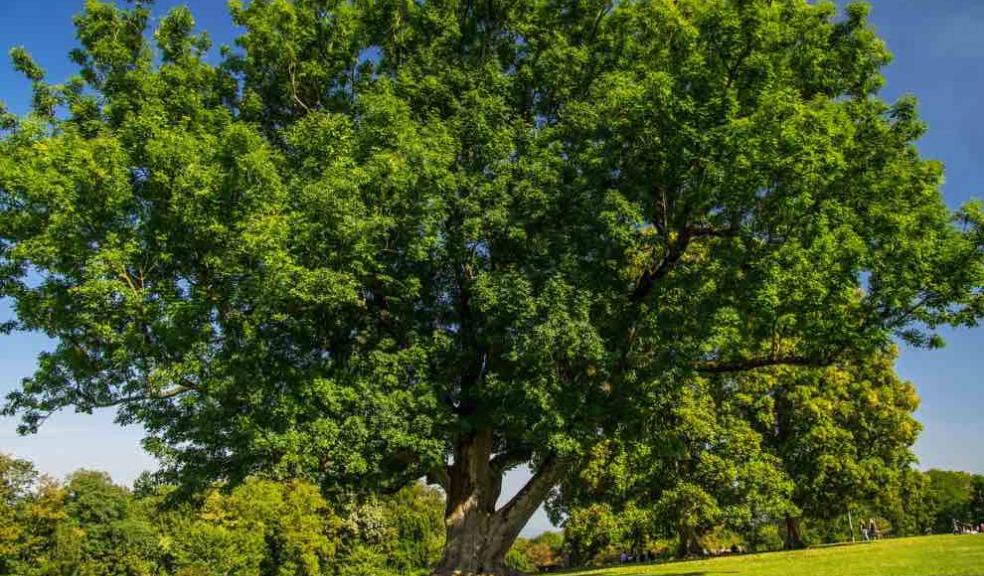More than 250 Ash dieback infected trees to be removed More than 250 Ash dieback infected trees to be removed