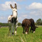 Donkeys grazing in a field