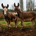 Two donkeys in a field
