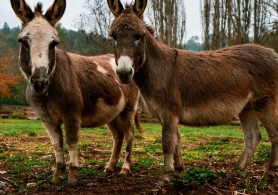Two donkeys in a field