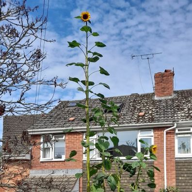 Tall sunflower