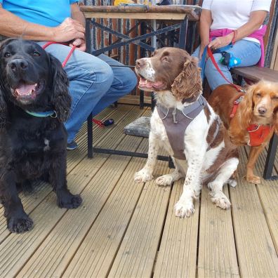 Dogs at Coldharbour Field Kitchen