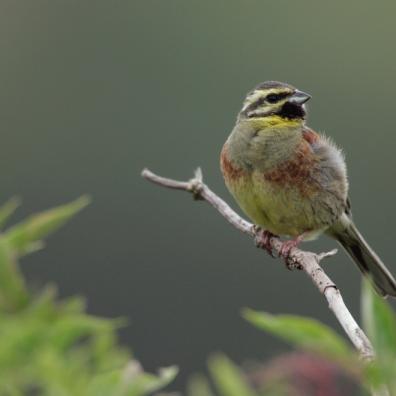 Volunteers needed to help one of the West Country’s special birds to thrive