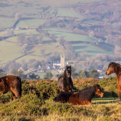 Picture of 4 dartmoor ponies on the moor