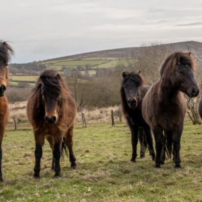 Dartmoor ponies give helping hand at RSPB headquarters