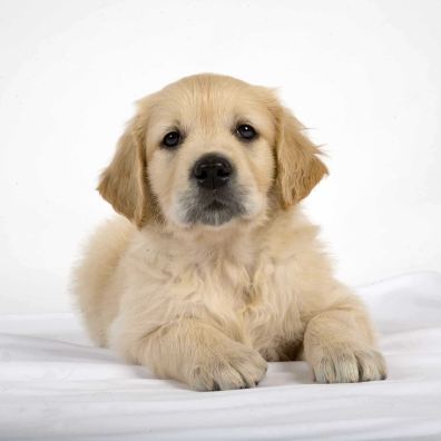 a yellow golden retriever puppy is lying down looking at the camera