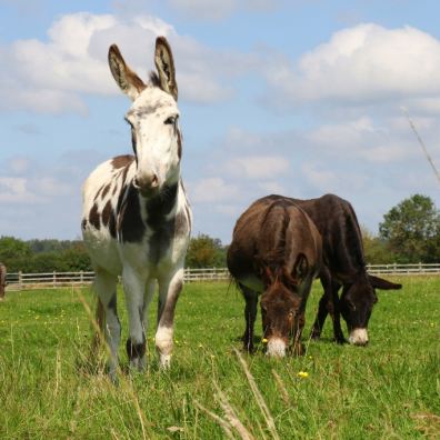 Donkeys grazing in a field