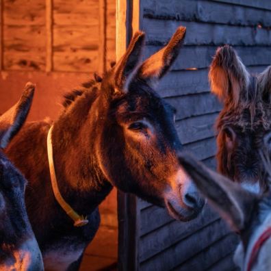 Donkeys in their barn at The Donkey Sanctuary Sidmouth