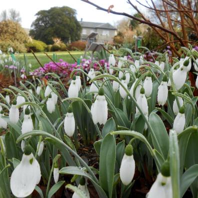 snowdrop festival