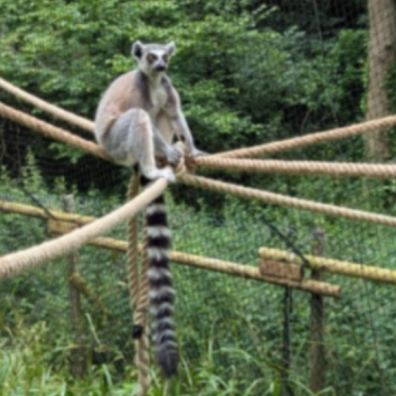 Lemur on the donated ropes