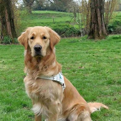 Guide Dog Mac, Golden Retriever, is sitting down outside on grass and is looking at the camera.