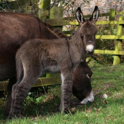 New foal born at The Donkey Sanctuary