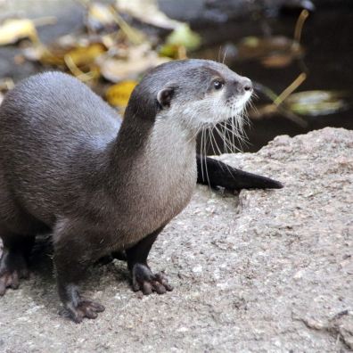 An otter