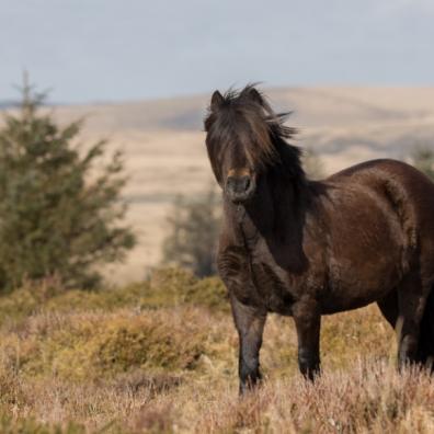 Dartmoor Pony Heritage Trust 