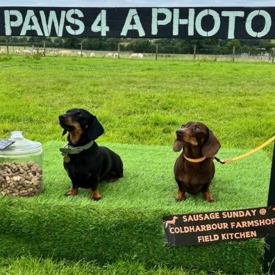 Dachshunds posing for a photo