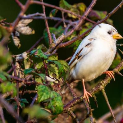 White Sparrow