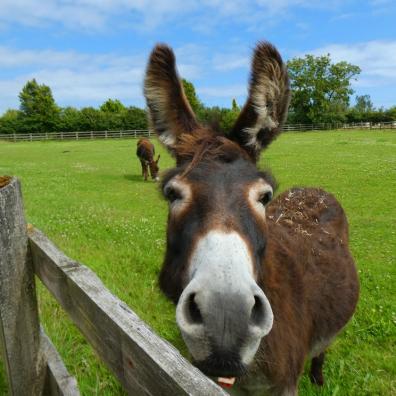 May opening for The Donkey Sanctuary Sidmouth