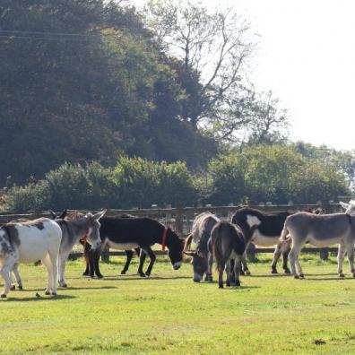 The donkey Sanctuary