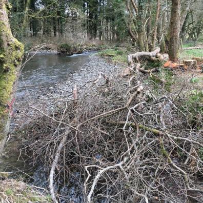 Environment agency, Tamar Tributaries