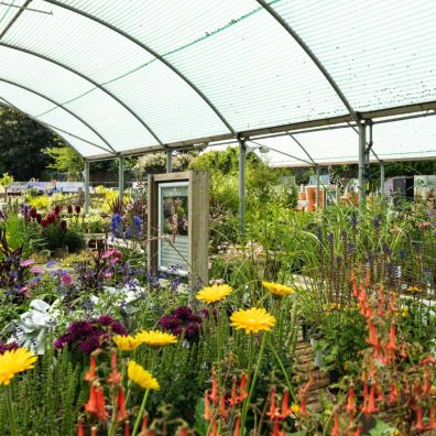 Garden centre interior with colourful flowers