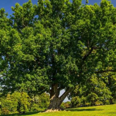 Devon County Council, Ash dieback, trees, Devon