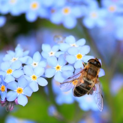 Bee resting on a flower