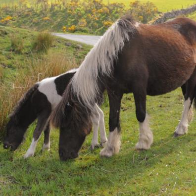 Dartmoor ponies