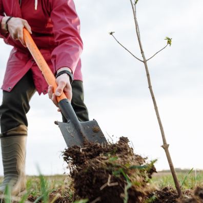 man planting a tree with a spade