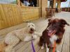 Dogs at Coldharbour Field Kitchen