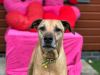 Dog standing in front of love hearts