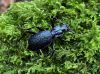 Blue Ground Beetle Carabus intricatus on greenery