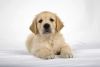 a yellow golden retriever puppy is lying down looking at the camera