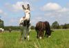 Donkeys grazing in a field