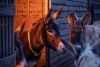 Donkeys in their barn at The Donkey Sanctuary Sidmouth