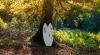 Firefly woodland with a yew tree in the centre sunshine breaking through the canopy