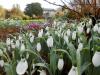 snowdrop festival