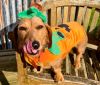 Dachshund cross Nellie Barker in Halloween outfit