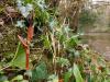 Exposed, Japanese knotweed