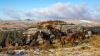 A herd of heritage Dartmoor ponies at Believer