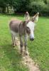 The Donkey Sanctuary