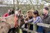 Donkey and mother and daughter