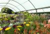 Garden centre interior with colourful flowers